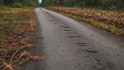 outdoors,day,blurry,tree,no humans,grass,plant,nature,scenery,forest,realistic,road,photo background,path,depth of field,blurry background,leaf,bush,street