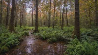 outdoors, day, tree, no humans, leaf, sunlight, grass, plant, nature, scenery, forest, road, path