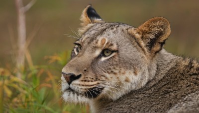 solo,looking at viewer,closed mouth,outdoors,blurry,no humans,depth of field,blurry background,animal,cat,grass,plant,portrait,realistic,animal focus,whiskers,yellow eyes,signature,tree,nature