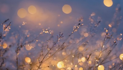 outdoors,sky,cloud,blurry,tree,blue sky,no humans,night,depth of field,blurry background,cherry blossoms,scenery,lens flare,lantern,blurry foreground,branch,bokeh,paper lantern,gradient sky,flower,plant,night sky,light particles