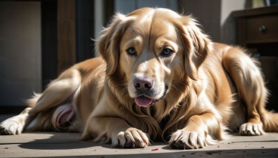 HQ,solo,looking at viewer,blue eyes,lying,tongue,indoors,tongue out,blurry,black eyes,no humans,blood,animal,dog,realistic,animal focus,horror (theme),brown eyes,signature,collar,depth of field,blurry background,on stomach,white fur,death,pet