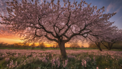 flower, outdoors, sky, cloud, tree, dutch angle, no humans, grass, cherry blossoms, scenery, sunset, field, gradient sky