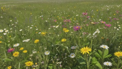 flower,outdoors,day,no humans,grass,white flower,nature,scenery,yellow flower,purple flower,field,flower field,still life,daisy,leaf,plant