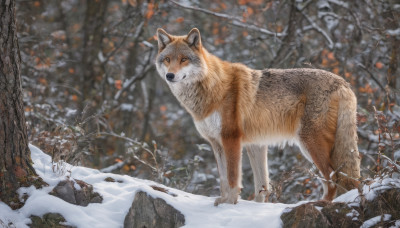 looking at viewer, outdoors, blurry, tree, no humans, animal, nature, snow, dog, realistic, animal focus, winter, bare tree