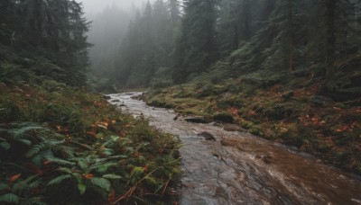 outdoors,day,water,tree,no humans,leaf,sunlight,grass,plant,nature,scenery,forest,road,river,landscape,path,stream,sky,snow,rain,rock