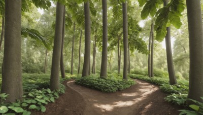 outdoors,day,tree,dutch angle,no humans,shadow,leaf,sunlight,grass,plant,nature,scenery,forest,road,bush,dappled sunlight,green theme,path