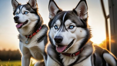 HQ,looking at viewer,open mouth,blue eyes,outdoors,tongue,tongue out,blurry,collar,no humans,animal,cat,dog,realistic,animal focus,red collar,shiba inu,smile,sky,teeth,animal collar