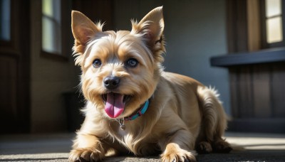 HQ,solo,open mouth,full body,tongue,indoors,tongue out,blurry,collar,no humans,window,depth of field,blurry background,animal,dog,realistic,animal focus,animal collar,looking at viewer,blue eyes,outdoors,day,web address,red collar,pet