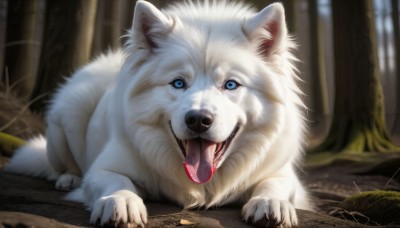 HQ,solo,looking at viewer,open mouth,blue eyes,full body,outdoors,tongue,signature,tongue out,blurry,tree,no humans,depth of field,blurry background,animal,fangs,nature,forest,dog,realistic,animal focus,teeth,saliva,plant,on stomach,sharp teeth,claws,white fur,wolf