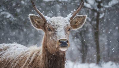 closed mouth, outdoors, blurry, tree, no humans, blurry background, animal, snow, snowing, realistic, antlers, animal focus, deer