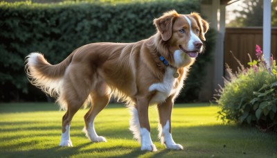 HQ,solo,blue eyes,standing,full body,flower,outdoors,day,tongue,tongue out,blurry,collar,no humans,animal,grass,plant,dog,realistic,animal focus,signature,bush,animalization,animal collar