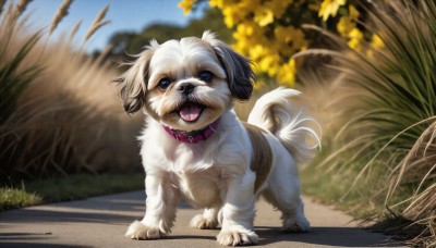 HQ,solo,open mouth,blue eyes,tail,full body,outdoors,sky,day,tongue,signature,tongue out,blurry,collar,blue sky,no humans,depth of field,blurry background,animal,grass,dog,realistic,road,animal focus,tail wagging,looking at viewer,standing,fangs,watermark,web address,animal collar,deviantart username