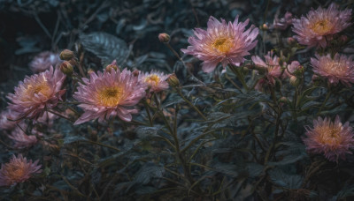 flower, outdoors, blurry, no humans, depth of field, plant, nature, scenery, pink flower, lotus