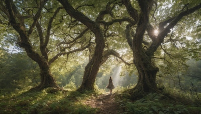 1girl, solo, dress, standing, outdoors, tree, sunlight, grass, nature, scenery, forest, light rays