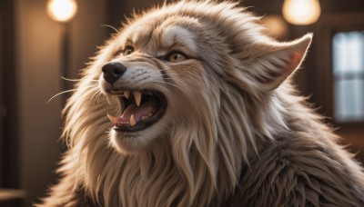 solo,looking at viewer,open mouth,brown eyes,teeth,indoors,blurry,no humans,window,depth of field,blurry background,animal,fangs,sharp teeth,portrait,realistic,animal focus,white fur,whiskers,lion,yellow eyes,tongue,signature,tongue out,dog