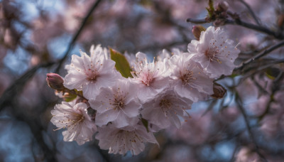 flower, outdoors, blurry, tree, no humans, depth of field, blurry background, white flower, scenery, realistic, branch, still life