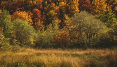 outdoors,day,tree,no humans,leaf,traditional media,sunlight,grass,nature,scenery,forest,road,bush,autumn leaves,autumn,path,sky,signature