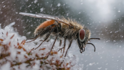 flower, outdoors, blurry, no humans, depth of field, animal, bug, snow, snowing, realistic, antennae, oversized animal