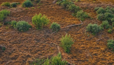 outdoors,day,tree,no humans,from above,traditional media,grass,plant,nature,scenery,forest,road,water,bush,river,landscape,path