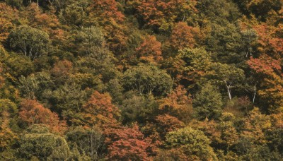 outdoors,tree,no humans,leaf,traditional media,grass,nature,scenery,forest,autumn leaves,autumn,landscape