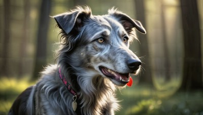 HQ,solo,open mouth,brown eyes,yellow eyes,outdoors,teeth,tongue,tongue out,blurry,collar,no humans,depth of field,blurry background,animal,fangs,looking up,sharp teeth,portrait,dog,realistic,animal focus,lock,jewelry,signature,tree,petals,nature,forest,wolf