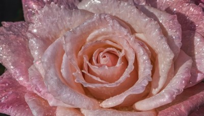 simple background,food,no humans,black background,cake,realistic,food focus,still life,solo,flower,artist name,signature,rose,close-up,doughnut,meat