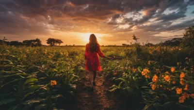 1girl,solo,long hair,brown hair,black hair,long sleeves,dress,standing,flower,pantyhose,outdoors,sky,cloud,water,from behind,tree,red dress,cloudy sky,grass,plant,nature,scenery,wading,walking,sunset,facing away,field,shoes,sunlight,wide shot,evening,orange flower