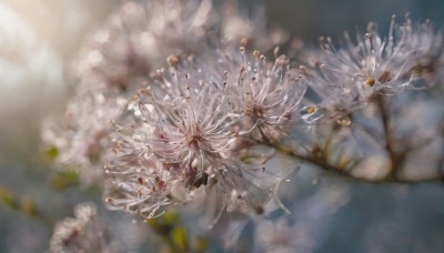 1girl,solo,long hair,short hair,dress,flower,white hair,barefoot,blurry,petals,depth of field,blurry background,reflection,no humans,white flower,close-up,realistic,still life