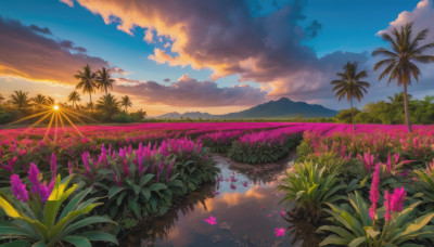 flower, outdoors, sky, cloud, water, tree, no humans, cloudy sky, grass, plant, nature, scenery, reflection, sunset, palm tree, sun