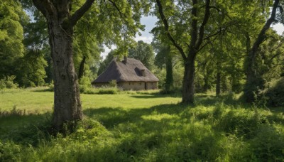 outdoors,sky,day,cloud,tree,blue sky,no humans,sunlight,grass,building,nature,scenery,forest,bush,house,path,window,plant,green theme