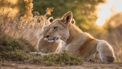 solo,looking at viewer,outdoors,lying,day,signature,blurry,black eyes,tree,no humans,depth of field,blurry background,animal,grass,nature,realistic,animal focus,mouth hold,on stomach