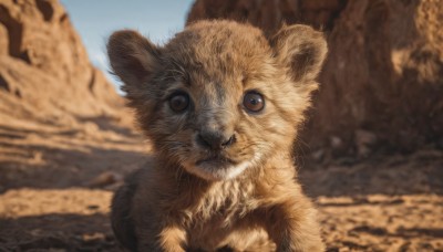 solo,looking at viewer,brown eyes,closed mouth,outdoors,sky,day,blurry,pokemon (creature),no humans,depth of field,blurry background,animal,realistic,animal focus,blue sky,cat,brown fur,desert