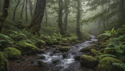 outdoors, water, tree, no humans, plant, nature, scenery, forest, rock, green theme, river, moss, stream