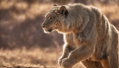 solo,closed mouth,outdoors,signature,water,blurry,black eyes,from side,no humans,profile,blurry background,animal,realistic,animal focus,whiskers,brown theme,standing