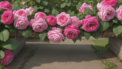 flower,outdoors,day,no humans,shadow,rose,leaf,plant,scenery,pink flower,road,bush,pink rose,grass,fence,still life,path