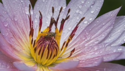 solo,1boy,flower,male focus,wings,blurry,black background,1other,fish,bubble,underwater,air bubble,petals,no humans,depth of field,bug,rain,water drop,realistic,yellow flower,still life