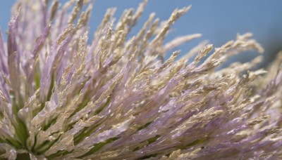 outdoors,sky,day,cloud,blurry,blue sky,no humans,depth of field,blurry background,leaf,scenery,still life,flower,plant,realistic,field,landscape