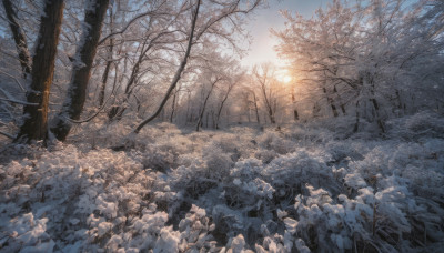 outdoors, sky, tree, no humans, nature, scenery, snow, forest, bare tree