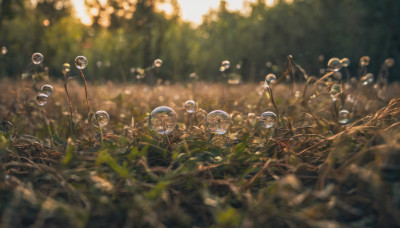 outdoors, blurry, no humans, depth of field, grass, scenery