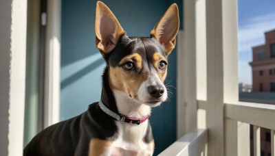 HQ,solo,looking at viewer,brown eyes,closed mouth,outdoors,sky,day,indoors,blurry,black eyes,collar,blue sky,no humans,window,blurry background,animal,building,dog,realistic,animal focus,whiskers,shiba inu,red collar,animal collar