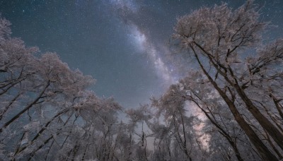 outdoors,sky,cloud,tree,no humans,night,star (sky),nature,night sky,scenery,forest,starry sky,bare tree,blue sky,cherry blossoms,milky way