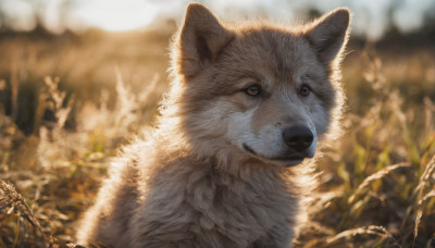 solo, closed mouth, outdoors, day, signature, blurry, no humans, depth of field, blurry background, animal, cat, realistic, animal focus