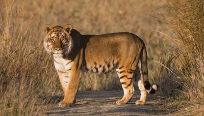 solo,standing,full body,closed eyes,outdoors,day,blurry,no humans,animal,grass,plant,nature,chinese zodiac,animal focus,tiger,year of the tiger,realistic,field