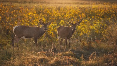 flower,outdoors,blurry,no humans,depth of field,animal,grass,nature,scenery,yellow flower,antlers,field,animal focus,flower field,yellow theme,deer,standing,reindeer antlers