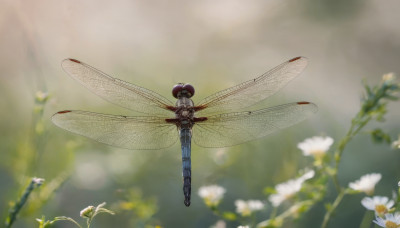 flower, outdoors, wings, blurry, no humans, depth of field, bug, flying