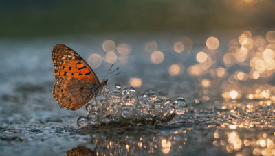 outdoors, water, blurry, no humans, depth of field, blurry background, bug, butterfly, scenery, reflection, bokeh