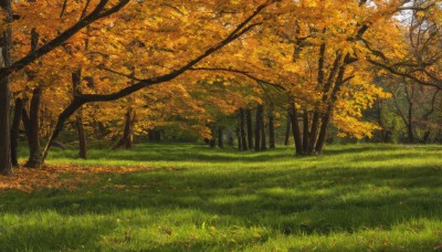 outdoors,day,signature,tree,dutch angle,no humans,leaf,sunlight,grass,nature,scenery,forest,light rays,autumn leaves,autumn,falling leaves,path,field,landscape