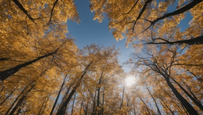 outdoors,sky,day,cloud,tree,blue sky,no humans,leaf,sunlight,nature,scenery,forest,sun,autumn leaves,autumn,artist name,signature,lens flare,bare tree,sunrise,yellow sky