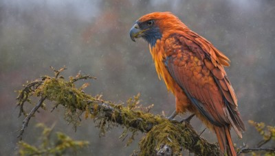 closed mouth,outdoors,wings,sky,cloud,blurry,black eyes,tree,no humans,depth of field,bird,animal,leaf,plant,scenery,rain,realistic,branch,animal focus,beak,solo,standing,feathers,moss