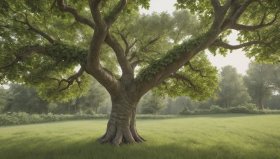 outdoors,day,tree,no humans,sunlight,grass,nature,scenery,forest,bush,sky,cloud,field,landscape